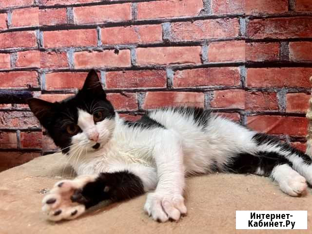 Котенок Рио 3 мес Котельники - изображение 1