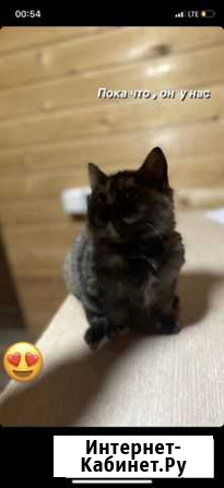 Кошка Грозный - изображение 1