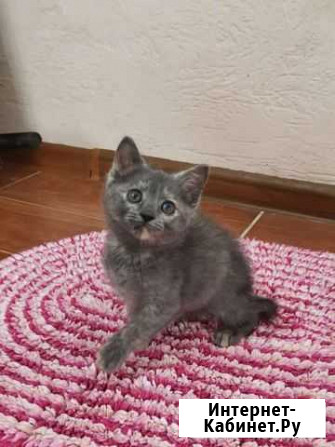 Котенок Витязево - изображение 1