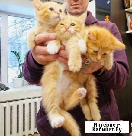 Котята-тигрята Зеленодольск - изображение 1