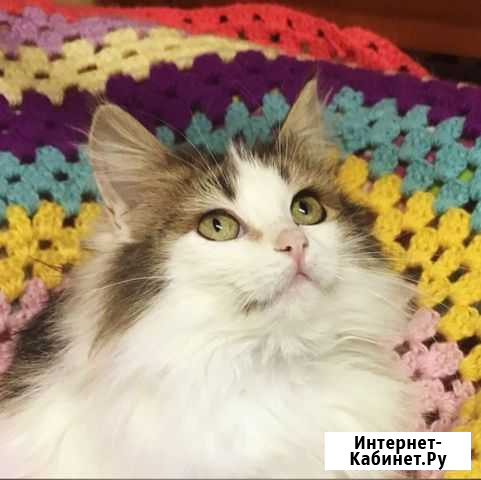 Котенок кошечка в дар Раменское - изображение 1