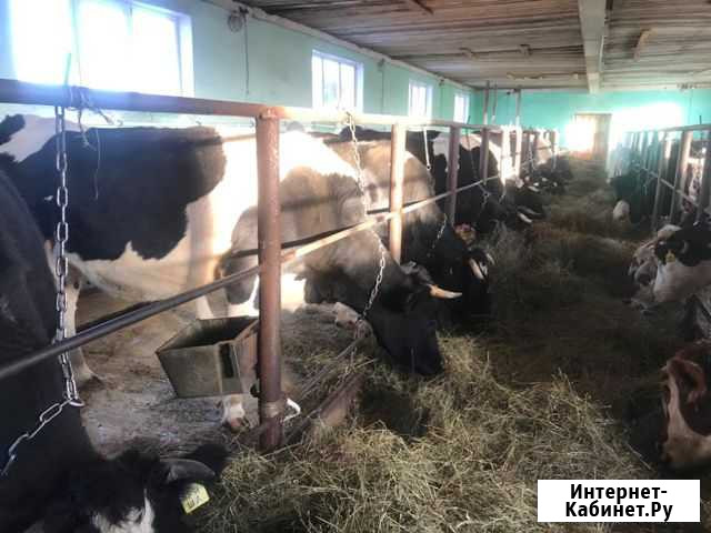 Коровы Кушва - изображение 1