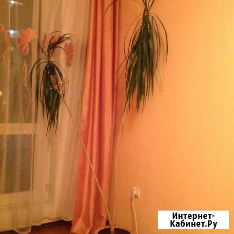 Драцена 200см с горшком Новокузнецк - изображение 1