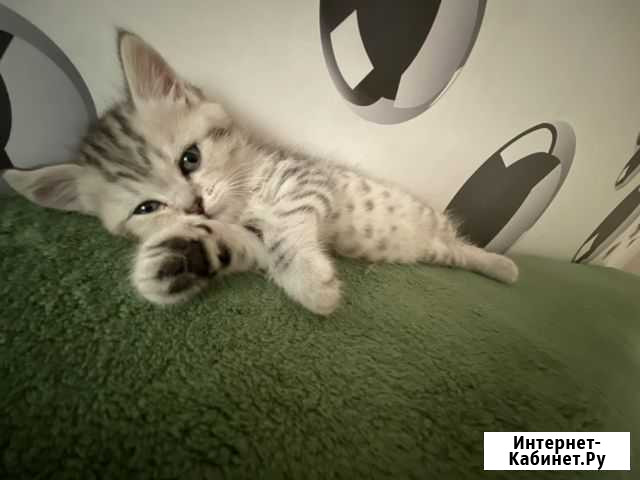 Котенок бритаский девочка Красноярск - изображение 1