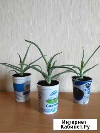 Алоэ Старый Оскол - изображение 1