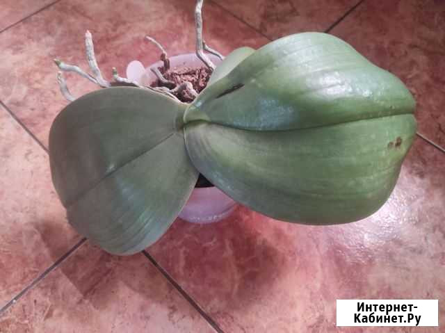 Phalaenopsis gigantea x sib Родниковская - изображение 1