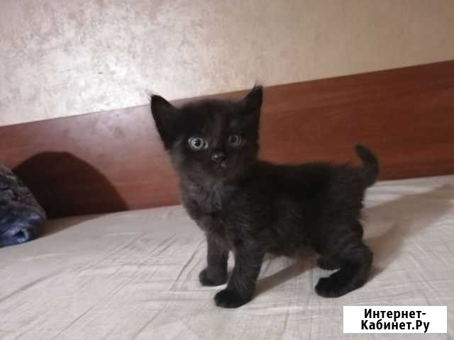 Котенок мальчик бесплатно Иркутск - изображение 1