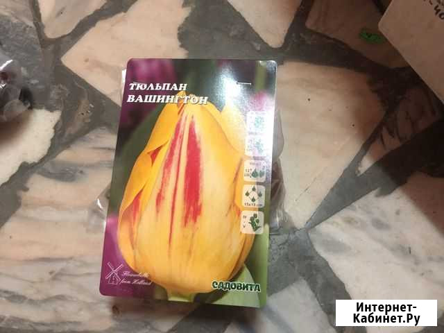 Тюльпан Вашингтон Астрахань - изображение 1