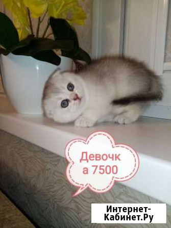 Шотландские котята Курск - изображение 1