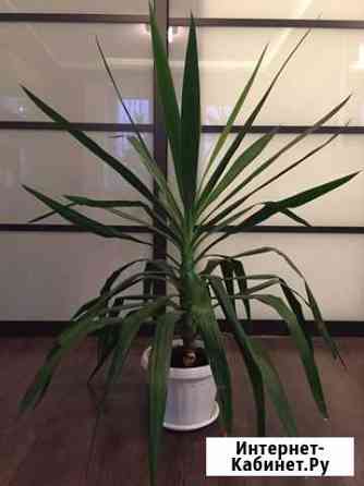 Юкка 120см Тула