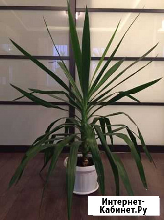 Юкка 120см Тула - изображение 1