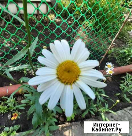 Кольцевик, 33 см Астрахань - изображение 1