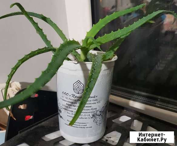 Алоэ Сыктывкар - изображение 1