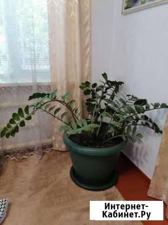 Замиокулькас долларовое дерево Ханская - изображение 1