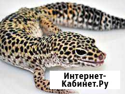 Геккон/эублефар Шахты - изображение 1