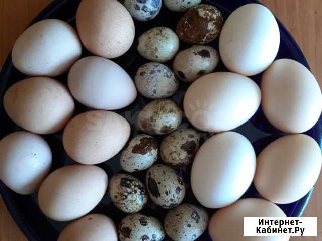 Инкубационное яйцо породистых кур Грамотеино - изображение 1