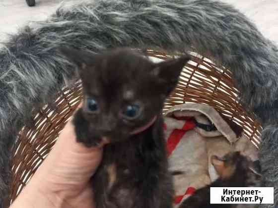 Котята сфинкса в дар Батайск