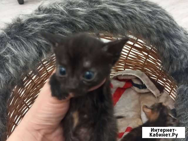 Котята сфинкса в дар Батайск - изображение 1