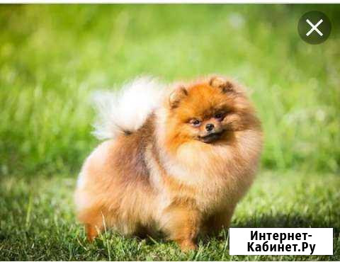 Возьму в добрые руки шпица,чихуауа Липецк - изображение 1