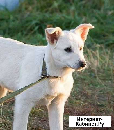 Красавчик Воскресенск - изображение 1