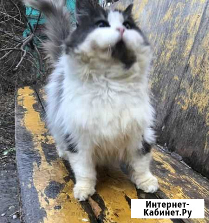 Нежнейшая котодевочка Курск - изображение 1