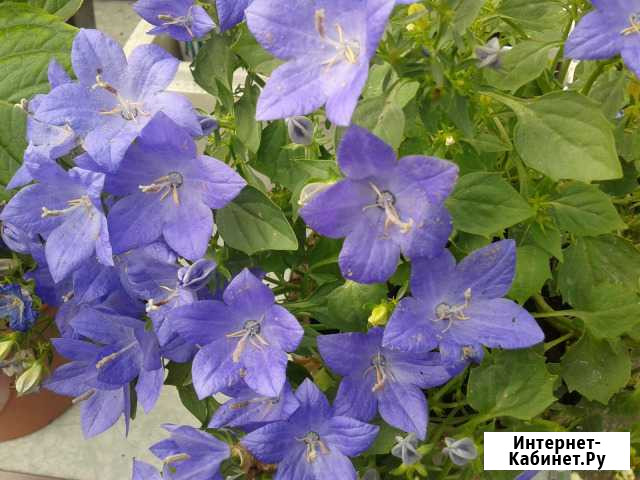 Кампанулла - жених и невеста Иркутск - изображение 1