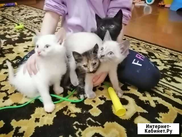 Кошки в добрые руки бесплатно Новая Усмань - изображение 1