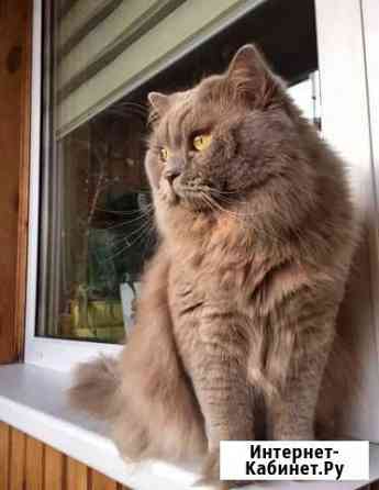 Вязка с котом Санкт-Петербург