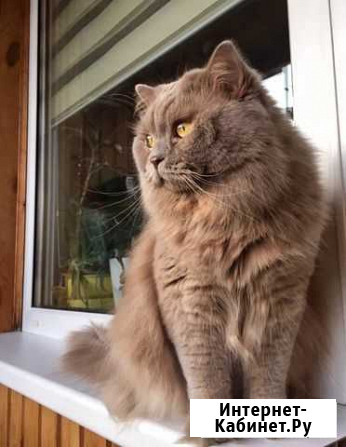 Вязка с котом Санкт-Петербург - изображение 1