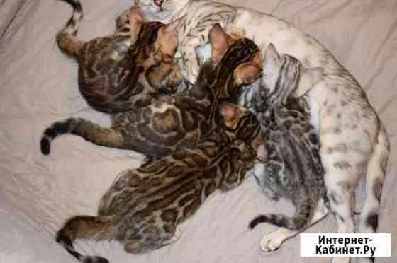 Бенгальская Королев