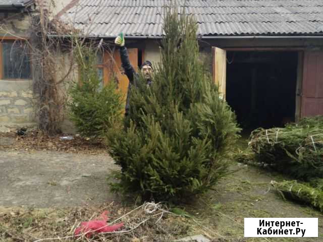 Ель(Оптом) Пятигорск - изображение 1
