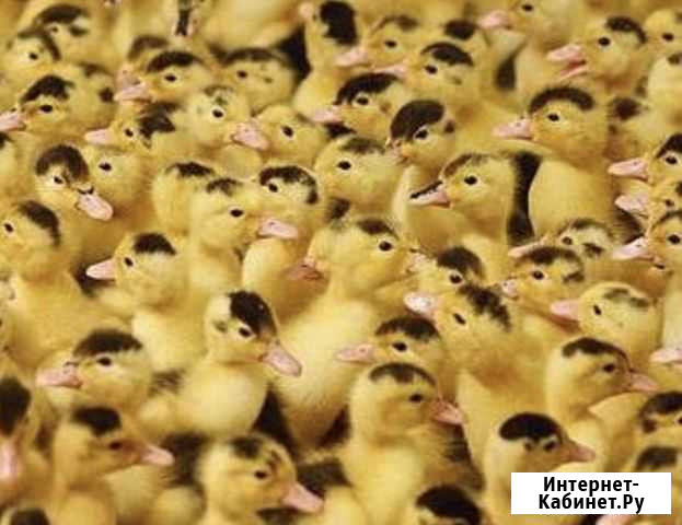 Утята Мулард Энем - изображение 1
