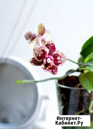 Орхидея бабочка Казань - изображение 1
