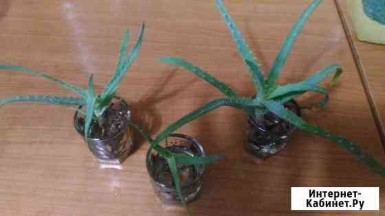 Алоэ много ростков Нижний Новгород