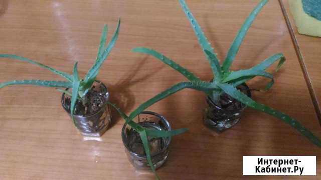 Алоэ много ростков Нижний Новгород - изображение 1