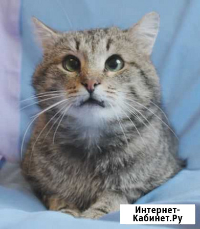 Котик Ричард в поисках любящих хозяев Королев - изображение 1
