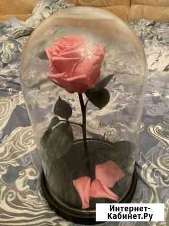 Роза в колбе Тверь