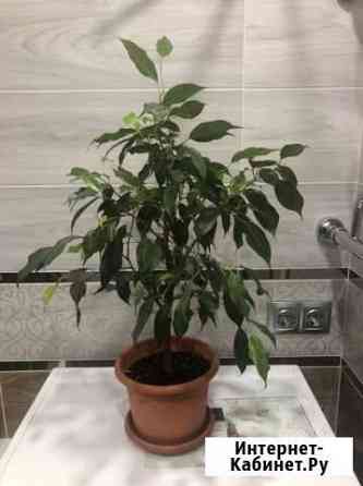 Фикус бенджамина Тверь