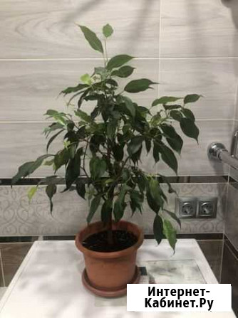 Фикус бенджамина Тверь - изображение 1