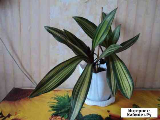 Комнатный цветок Рео (Моисей в корзинке ) Нижний Тагил