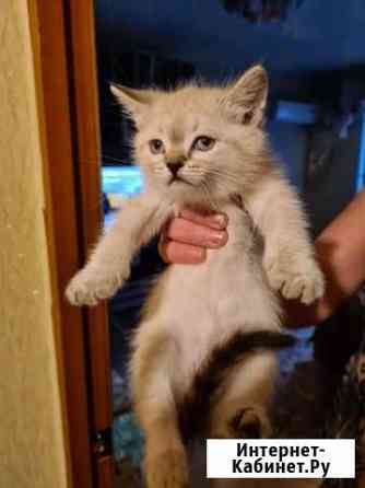 Котятки Волгоград