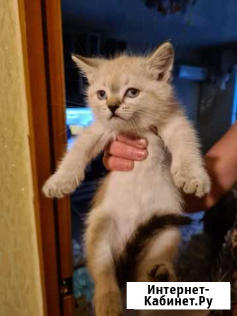 Котятки Волгоград - изображение 1