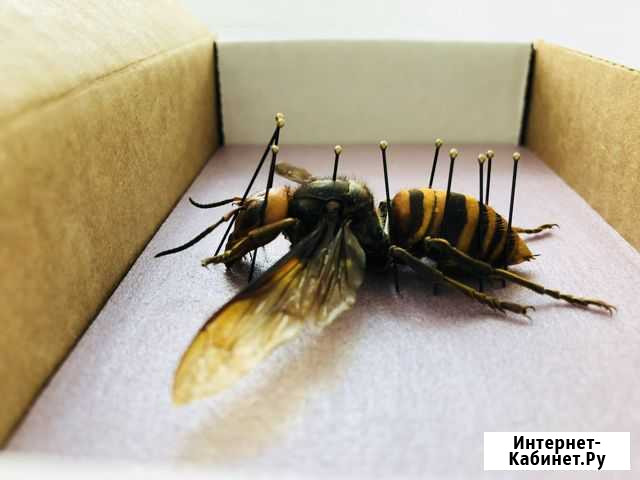 Шершень Vespa mandarinia для коллекции расправленн Новосибирск - изображение 1