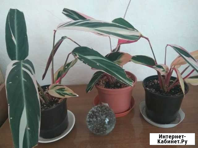 Цветок Строманта Красноярск - изображение 1