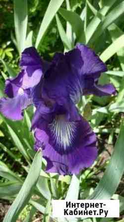 Цветы ирисы Ставрополь