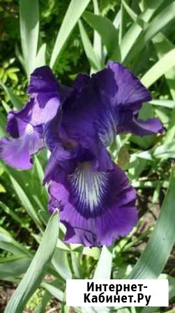 Цветы ирисы Ставрополь - изображение 1