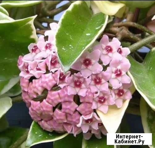 Хойя Кримсон квин Южноуральск - изображение 1