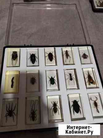 Коллекция Насекомые и их знакомые Кемерово