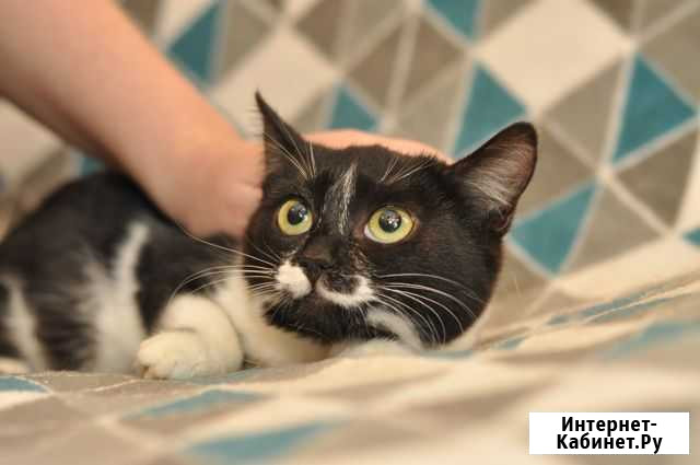 Юная кошка Буся Ярославль - изображение 1