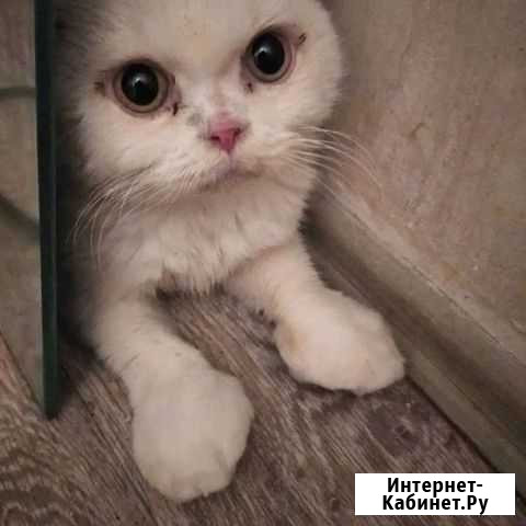 Котенок-подросток (инвалид, выброшен) Октябрьский - изображение 1
